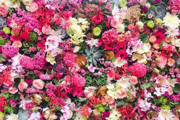 Farbenprächtige Blumenwand